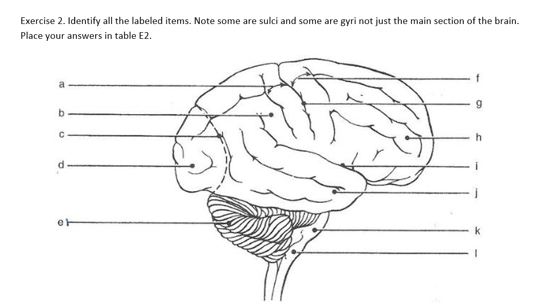Exercise 2. Identify all the labeled items. Note some are sulci and some are gyri not just the main section of the brain.
Place your answers in table E2.
f
a
i
k
