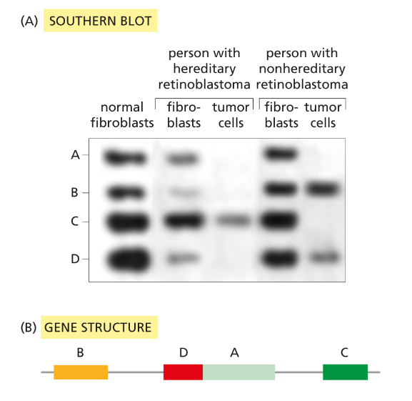 (A) SOUTHERN BLOT
A
B
с
D
(B) GENE STRUCTURE
B
person with
person with
nonhereditary
hereditary
retinoblastoma retinoblastoma
normal
fibro- tumor fibro- tumor
fibroblasts blasts cells blasts cells
D A
с