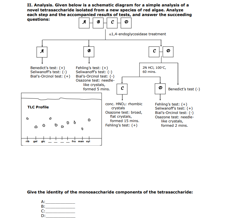 II. Analysis. Given below is a schematic diagram for a simple analysis of a
novel tetrasaccharide isolated from a new species of red algae. Analyze
each step and the accompanied results of tests, and answer the succeeding
questions:
A H B H c H 0
a1,4-endoglycosidase treatment
B
Benedict's test: (+)
Seliwanoff's test: (-)
Fehling's test: (+)
Seliwanoff's test: (-)
Bial's-Orcinol test: (+) Bial's-Orcinol test: (-)
Osazone test: needle-
like crystals,
2N HCI, 100°C,
60 mins.
formed 5 mins.
D | Benedict's test (-)
conc. HNO3: rhombic
crystals
Osazone test: broad,
flat crystals,
formed 15 mins.
Fehling's test: (+)
Seliwanoff's test: (+)
Bial's-Orcinol test: (-)
Osazone test: needle-
like crystals,
formed 2 mins.
TLC Profile
Fehling's test: (+)
++
rib
gal
glc
fru man xyl
Give the identity of the monosaccharide components of the tetrasaccharide:
A:
B:
С:
D:
