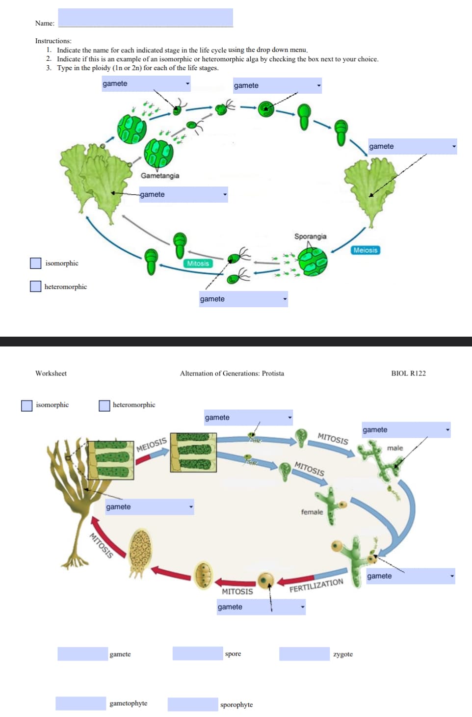 Name:
Instructions:
1. Indicate the name for each indicated stage in the life cycle using the drop down menu.
2. Indicate if this is an example of an isomorphic or heteromorphic alga by checking the box next to your choice.
3. Type in the ploidy (In or 2n) for each of the life stages.
gamete
isomorphic
heteromorphic
Worksheet
isomorphic
MITOSIS
gamete
Gametangia
heteromorphic
gamete
gamete
MEIOSIS
gametophyte
Mitosis
gamete
Alternation of Generations: Protista
gamete
gamete
Cha
MITOSIS
gamete
spore
sporophyte
Sporangia
MITOSIS
MITOSIS
female
FERTILIZATION
zygote
gamete
Meiosis
gamete
BIOL R122
male
gamete