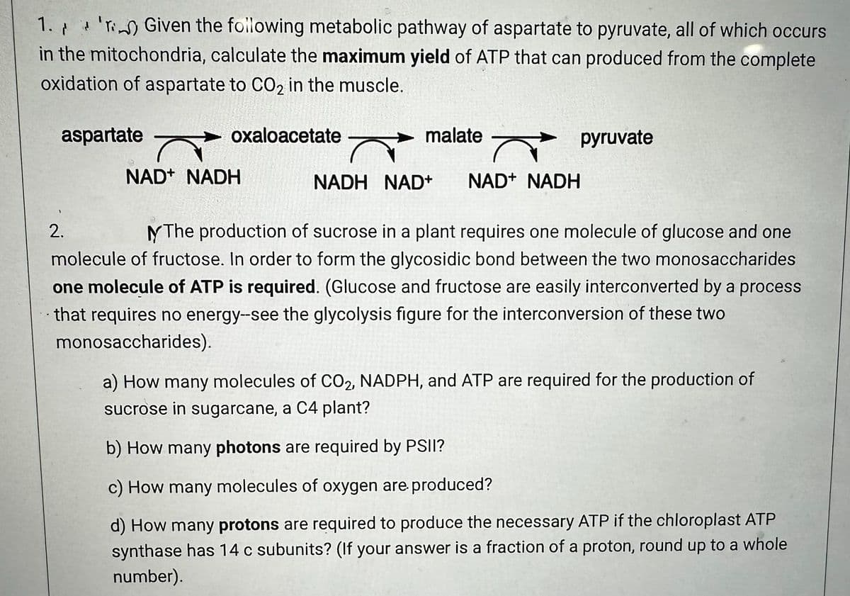 1. Given the following metabolic pathway of aspartate to pyruvate, all of which occurs
/ 2
in the mitochondria, calculate the maximum yield of ATP that can produced from the complete
oxidation of aspartate to CO₂ in the muscle.
aspartate
oxaloacetate
2.
ō
NAD+ NADH
malate
Ñ
NADH NAD+
ñ
NAD+ NADH
pyruvate
The production of sucrose in a plant requires one molecule of glucose and one
molecule of fructose. In order to form the glycosidic bond between the two monosaccharides
one molecule of ATP is required. (Glucose and fructose are easily interconverted by a process
that requires no energy--see the glycolysis figure for the interconversion of these two
monosaccharides).
a) How many molecules of CO2, NADPH, and ATP are required for the production of
sucrose in sugarcane, a C4 plant?
b) How many photons are required by PSII?
c) How many molecules of oxygen are produced?
d) How many protons are required to produce the necessary ATP if the chloroplast ATP
synthase has 14 c subunits? (If your answer is a fraction of a proton, round up to a whole
number).