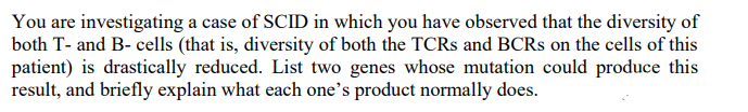 You are investigating a case of SCID in which you have observed that the diversity of
both T- and B- cells (that is, diversity of both the TCRS and BCRS on the cells of this
patient) is drastically reduced. List two genes whose mutation could produce this
result, and briefly explain what each one's product normally does.
