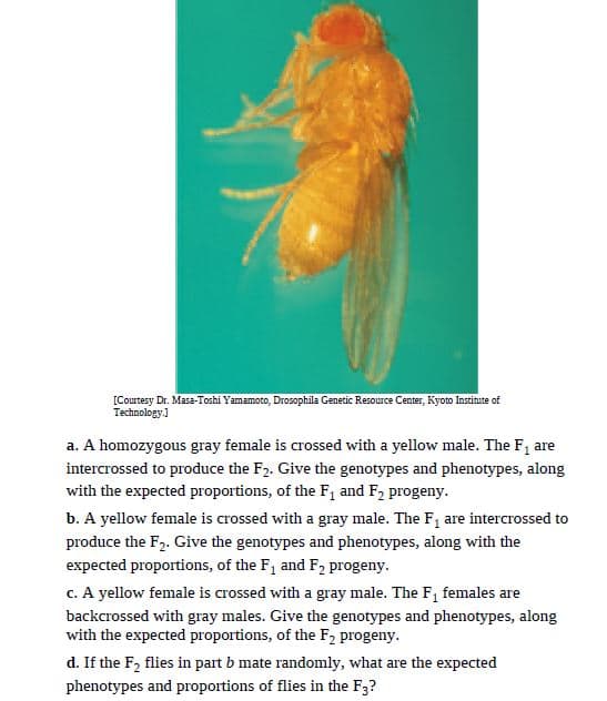 [Courtesy Dr. Masa-Toshi Yamamoto, Drosophila Genetic Resource Center, Kyoto Institute of
Technology.)
a. A homozygous gray female is crossed with a yellow male. The F, are
intercrossed to produce the F2. Give the genotypes and phenotypes, along
with the expected proportions, of the F, and F2 progeny.
b. A yellow female is crossed with a gray male. The F1 are intercrossed to
produce the F2. Give the genotypes and phenotypes, along with the
expected proportions, of the F1 and F2 progeny.
c. A yellow female is crossed with a gray male. The F females are
backcrossed with gray males. Give the genotypes and phenotypes, along
with the expected proportions, of the F2 progeny.
d. If the F2 flies in part b mate randomly, what are the expected
phenotypes and proportions of flies in the F3?
