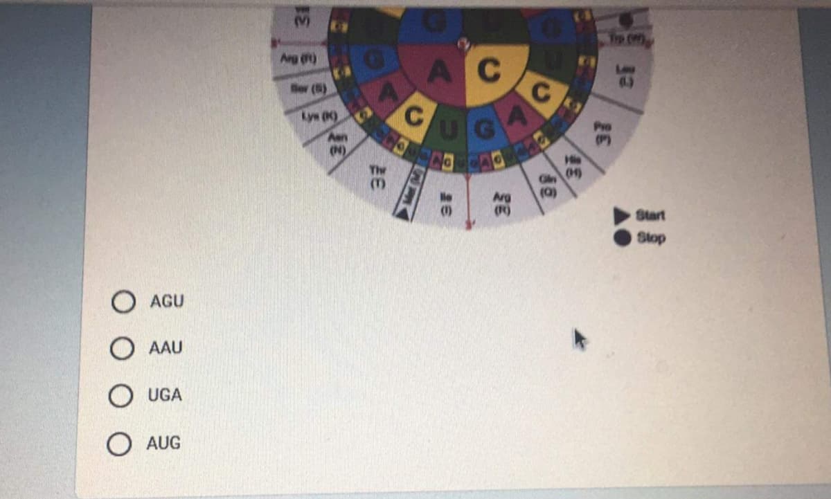 Arg ()
AC
Lee
Ber (5)
C.
UGA
Lys )
Aan
le
Arg
Start
Stop
O AGU
AAU
UGA
O AUG
31
