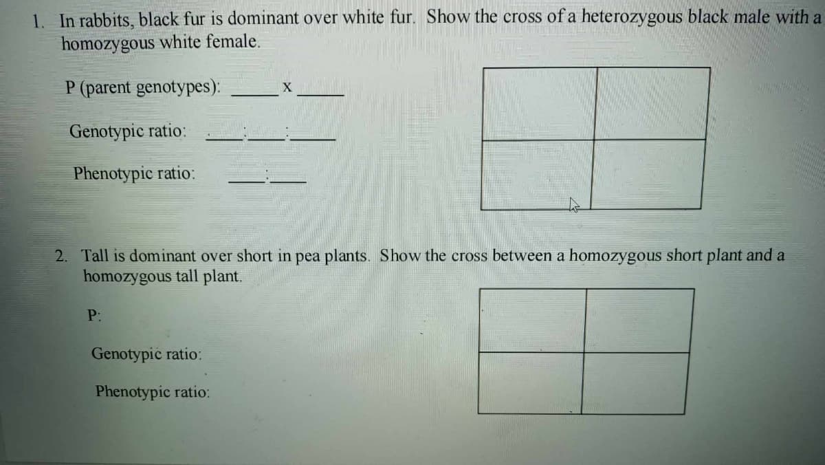 1. In rabbits, black fur is dominant over white fur. Show the cross of a heterozygous black male with a
homozygous white female.
P (parent genotypes):
Genotypic ratio:
Phenotypic ratio:
X
2. Tall is dominant over short in pea plants. Show the cross between a homozygous short plant and a
homozygous tall plant.
P:
Genotypic ratio:
Phenotypic ratio: