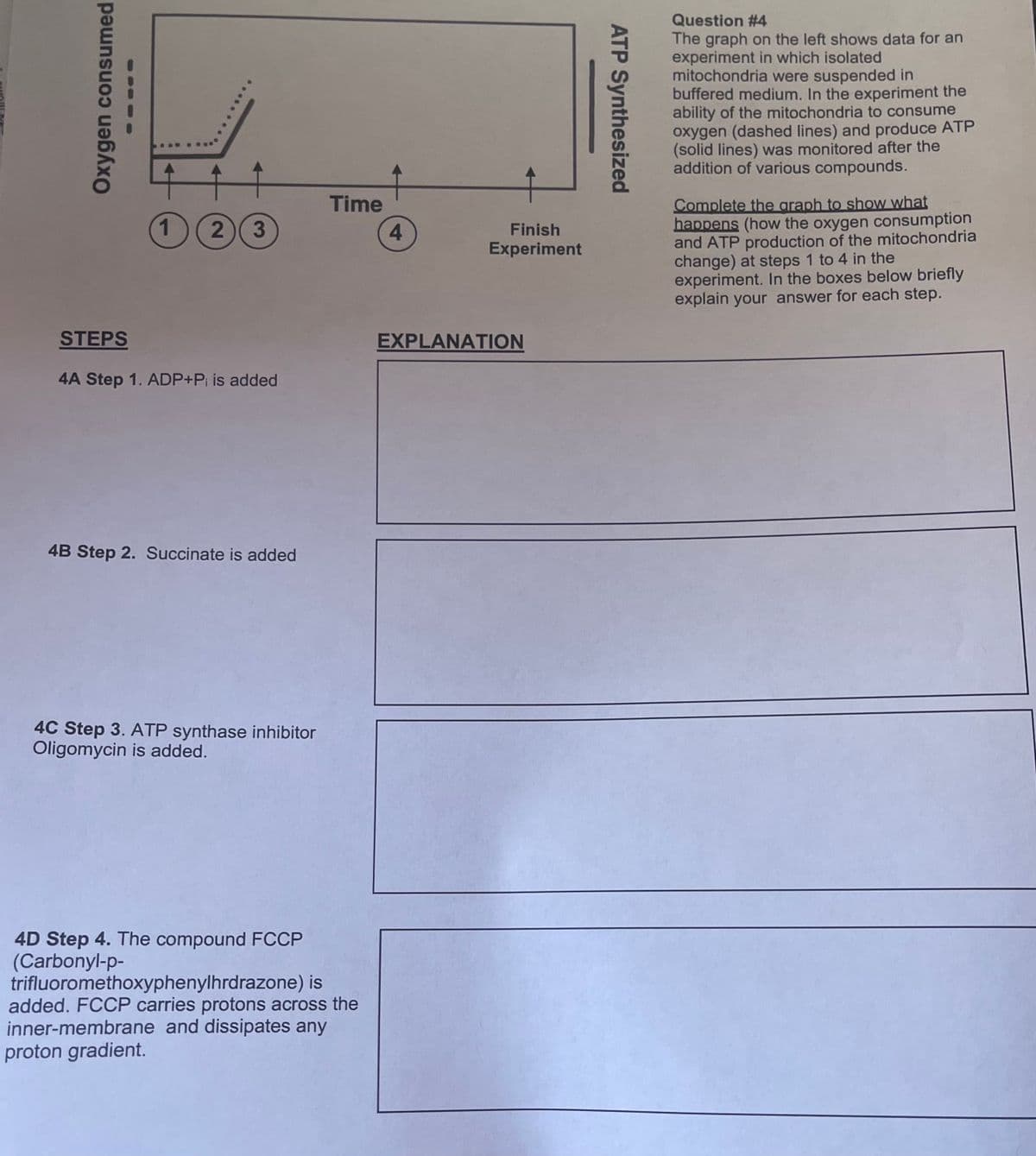 Oxygen consumed
Time
1 2 3
STEPS
4A Step 1. ADP+Pi is added
4B Step 2. Succinate is added
4C Step 3. ATP synthase inhibitor
Oligomycin is added.
4D Step 4. The compound FCCP
(Carbonyl-p-
trifluoromethoxyphenylhrdrazone) is
added. FCCP carries protons across the
inner-membrane and dissipates any
proton gradient.
Finish
Experiment
4
EXPLANATION
ATP Synthesized
Question #4
The graph on the left shows data for an
experiment in which isolated
mitochondria were suspended in
buffered medium. In the experiment the
ability of the mitochondria to consume
oxygen (dashed lines) and produce ATP
(solid lines) was monitored after the
addition of various compounds.
Complete the graph to show what
happens (how the oxygen consumption
and ATP production of the mitochondria
change) at steps 1 to 4 in the
experiment. In the boxes below briefly
explain your answer for each step.