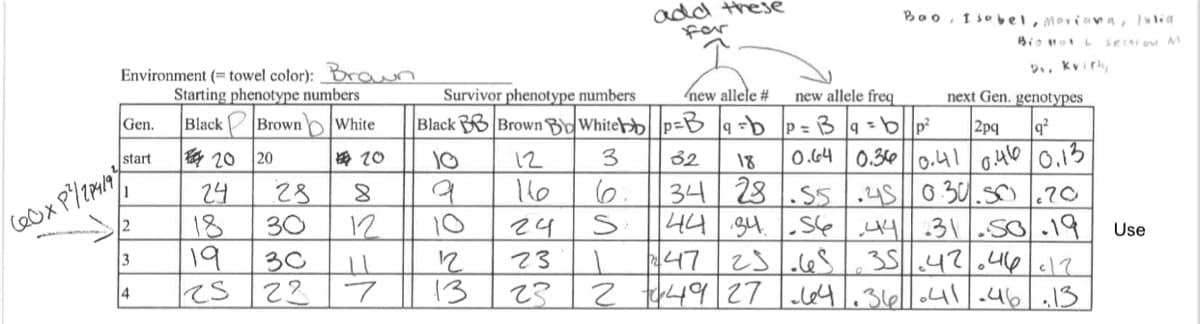 Environment (= towel color): Brown
Starting phenotype numbers
Black Brown White
Gen.
start
Cox P²/204/197
1
2
3
4
20 20
2 Don
24
18
19
25
28
30
30
22
20
8
12
11
NE
7
12
13
12
Survivor phenotype numbers
new allele # new allele freq
next Gen. genotypes
Black BB Brown BoWhitebbp-B9=b P=B9=bp² 2pq q²
3 32 18
0.64 0.36 0.41 0.46 0.13
28.55.45 0.30.50.20
9
6.
34
44
34 56 44 31.50.19
25.65 35.42.46 12
249 27 64.36 041-46.13
1447
195MM
166
24
23
23
の
S
add these
1
Bao, Isabel, Moriana, Julia
Big Hot
section M
Dv. Kvirk
Use