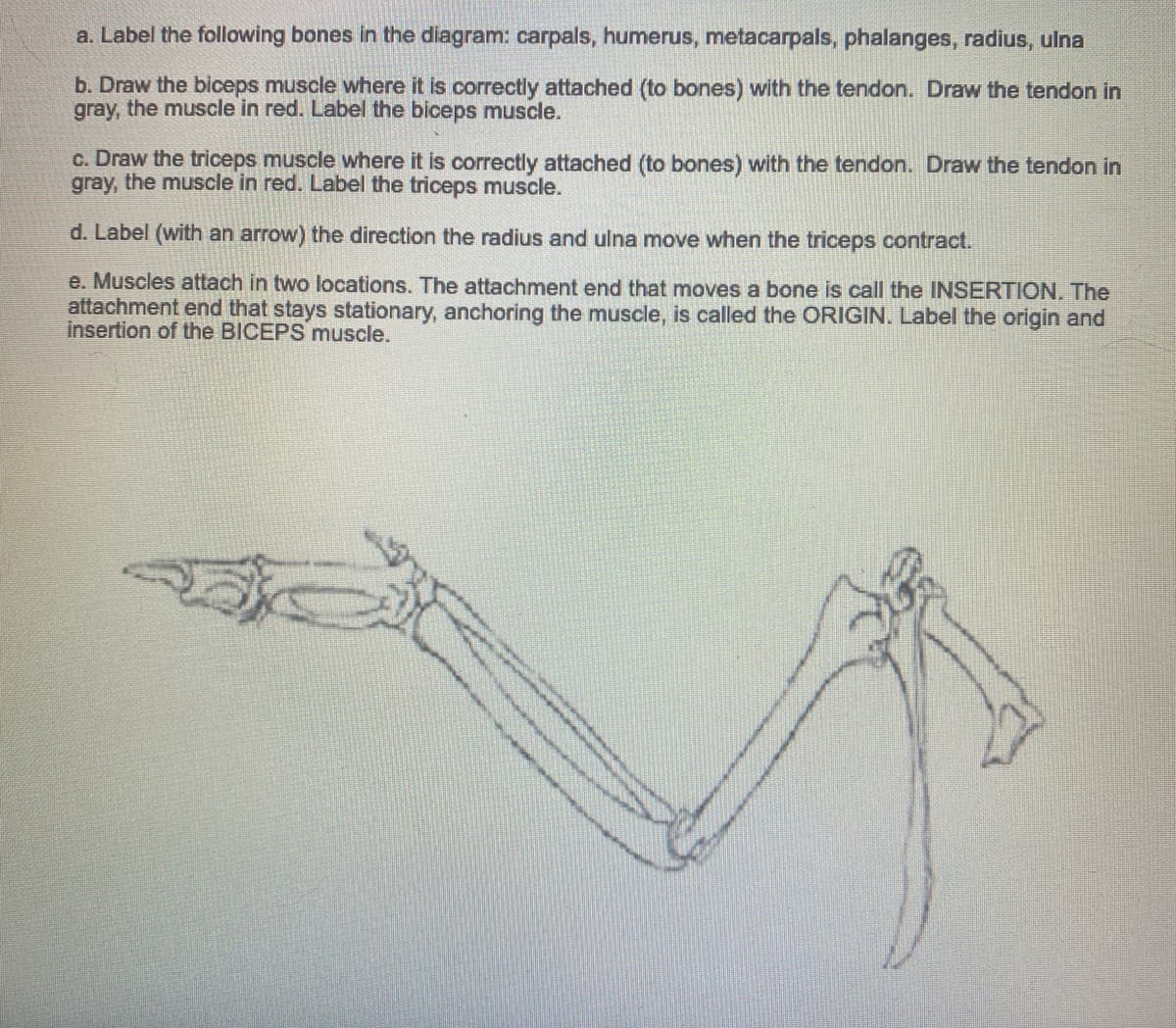 a. Label the following bones in the diagram: carpals, humerus, metacarpals, phalanges, radius, ulna
b. Draw the biceps muscle where it is correctly attached (to bones) with the tendon. Draw the tendon in
gray, the muscle in red. Label the biceps muscle.
c. Draw the triceps muscle where it is correctly attached (to bones) with the tendon. Draw the tendon in
gray, the muscle in red. Label the triceps muscle.
d. Label (with an arrow) the direction the radius and ulna move when the triceps contract.
e. Muscles attach in two locations. The attachment end that moves a bone is call the INSERTION. The
attachment end that stays stationary, anchoring the muscle, is called the ORIGIN. Label the origin and
insertion of the BICEPS muscle.