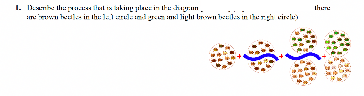 1. Describe the process that is taking place in the diagram_
are brown beetles in the left circle and green and light brown beetles in the right circle)
there