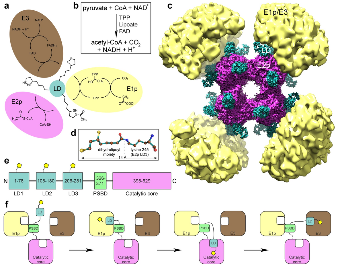 a
N
f
E3
NADH + H+
E2p
H3C S-COA
1-78
LD1
E1p
HS HS
FAD
NAD+
FADH₂
CoA-SH
LD
PSBD
105-180
LD2
LD
Catalytic
core
E3
b
-SH
TPP
носно
xx
TPP
d
pyruvate + CoA + NAD*
TPP
Lipoate
FAD
206-281
LD3
CH3
acetyl-CoA + CO₂
+ NADH + H*
مسلم
dihydrolipoyl
moiety
326-
371
PSBD
E1p
LD
CO₂
CH3
E1p
-14 Å
PSBD
COO
lysine 245
(E2p LD3)
395-629
Catalytic core
Catalytic
core
E3
C
C
E1p
PSBD
LD
Catalytic
core
E3
E1p/E3
E2p
E1p
PSBD
Catalytic
core
LD
E3