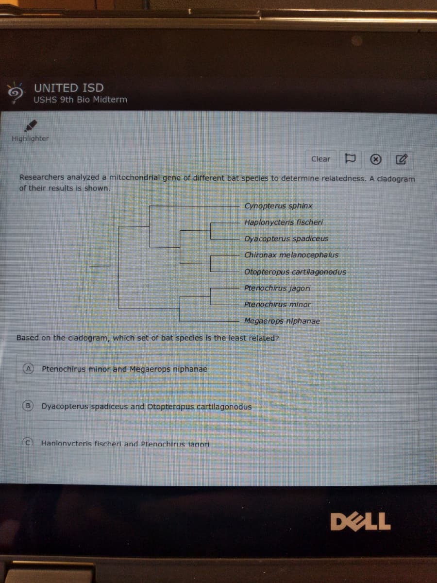 UNITED ISD
USHS 9th Bio Midterm
Highlighter
X
Researchers analyzed a mitochondrial gene of different bat species to determine relatedness. A cladogram
of their results is shown.
A Ptenochirus minor and Megaerops niphanae
(C)
Based on the cladogram, which set of bat species is the least related?
Cynopterus sphinx
Haplonycteris fischeri
Dyacopterus spadiceus
Chironax melanocephalus
Hanlonvcteris fischerl and Ptenochirus iagori
Clear
Otopteropus cartilagonodus
Ptenochirus jagori
Ptenochirus minor
B Dyacopterus spadiceus and Otopteropus cartilagonodus
Megaerops niphanae
DELL