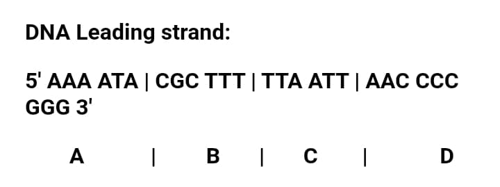 DNA Leading strand:
5' АAA АТА | CGC TTT |TTА АTT | AAC ССС
GGG 3'
I B
| BIc I
A
D
