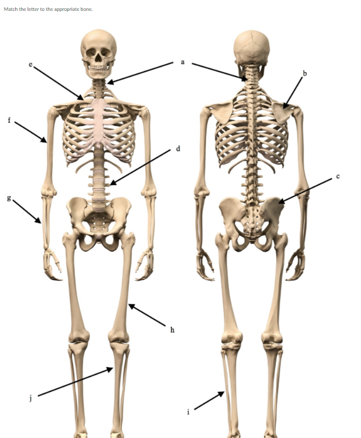 Match the letter to the appropriate bone.
h
d