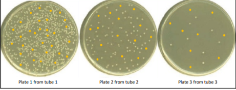 Plate 1 from tube 1
Plate 2 from tube 2
Plate 3 from tube 3
