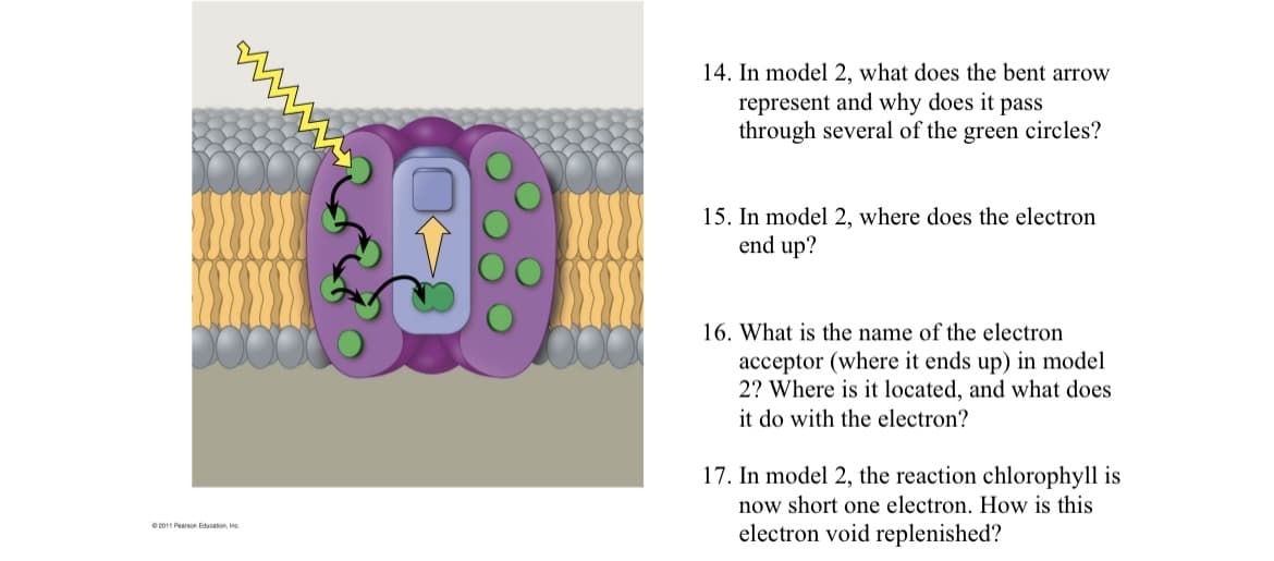 2011 Pearson Education, Inc
14. In model 2, what does the bent arrow
represent and why does it pass
through several of the green circles?
15. In model 2, where does the electron
end up?
16. What is the name of the electron
acceptor (where it ends up) in model
2? Where is it located, and what does
it do with the electron?
17. In model 2, the reaction chlorophyll is
now short one electron. How is this
electron void replenished?