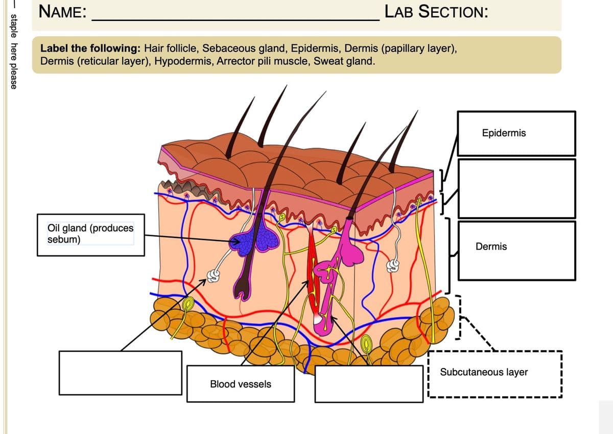 staple here please
NAME:
Label the following: Hair follicle, Sebaceous gland, Epidermis, Dermis (papillary layer),
Dermis (reticular layer), Hypodermis, Arrector pili muscle, Sweat gland.
Oil gland (produces
sebum)
LAB SECTION:
Blood vessels
Epidermis
Dermis
Subcutaneous layer