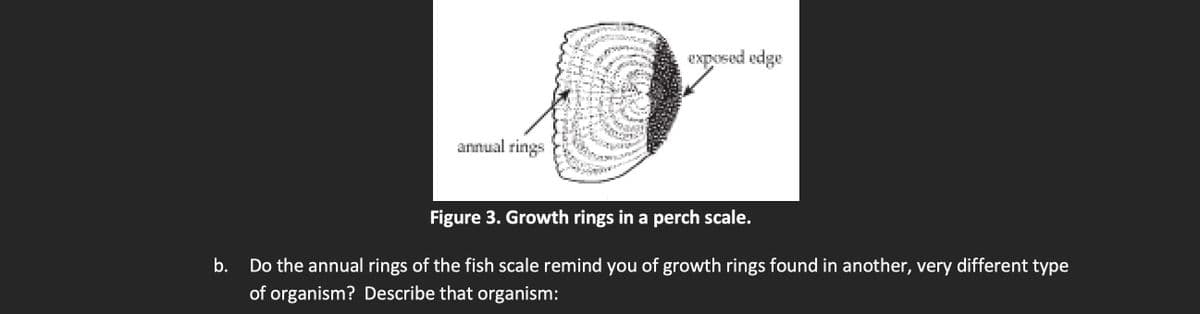 annual rings
exposed edge
Figure 3. Growth rings in a perch scale.
b.
Do the annual rings of the fish scale remind you of growth rings found in another, very different type
of organism? Describe that organism: