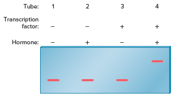 Tube:
1
4
Transcription
factor:
+
Hormone:
+
3.
