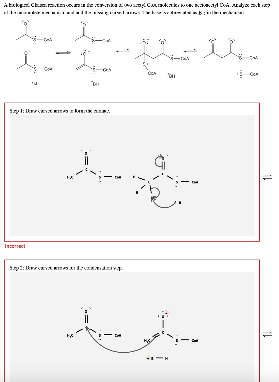 A biological Claisen reaction occurs in the conversion of two acetyl CoA molecules to one acetoacetyl CoA. Analyze each step
of the incomplete mechanism and add the missing curved arrows. The base is abbreviated as B : in the mechanism.
COA
-COA
:0:
:ö:
-COA
COA
:$:
S-COA
S-COA
COA
*BH
:S-COA
:B
*BH
Step 1: Draw curved arrows to form the enolate.
H,C
COA
H
COA
Incorrect
Step 2: Draw curved arrows for the condensation step.
H;C
COA
H,C
COA
+ B - H
1L
1L
