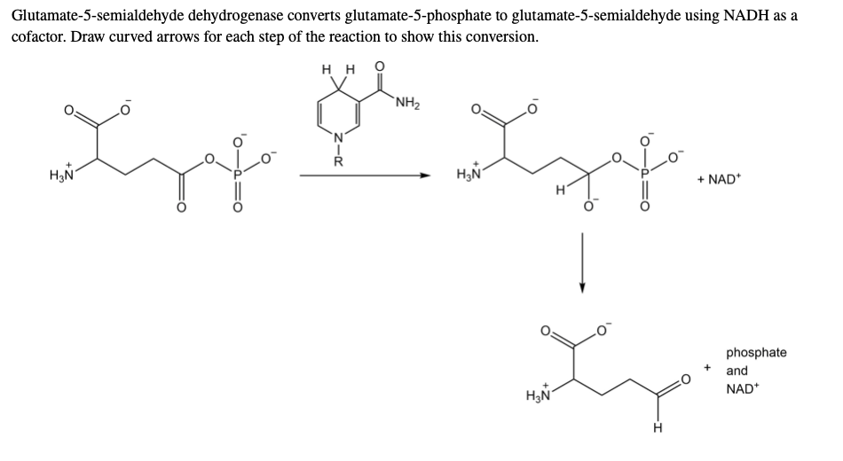 Glutamate-5-semialdehyde dehydrogenase converts glutamate-5-phosphate to glutamate-5-semialdehyde using NADH as a
cofactor. Draw curved arrows for each step of the reaction to show this conversion.
H H O
`NH2
`N´
H3N
+ NAD*
H
phosphate
and
NAD*
Z-R
