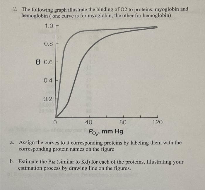 2. The following graph illustrate the binding of 02 to proteins: myoglobin and
hemoglobin ( one curve is for myoglobin, the other for hemoglobin)
1.0 r
0.8
O 0.6
0.4
0.2
0.000
40
80
120
Po,, mm Hg
a. Assign the curves to it corresponding proteins by labeling them with the
corresponding protein names on the figure
b. Estimate the Ps0 (similar to Kd) for each of the proteins, Illustrating your
estimation process by drawing line on the figures.
