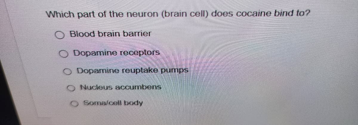 Which part of the neuron (brain cell) does cocaine bind to?
O Blood brain barrier
O Dopamine receptors
Dopamine reuptake pumps
Nucleus accumbens
Soma/cell body