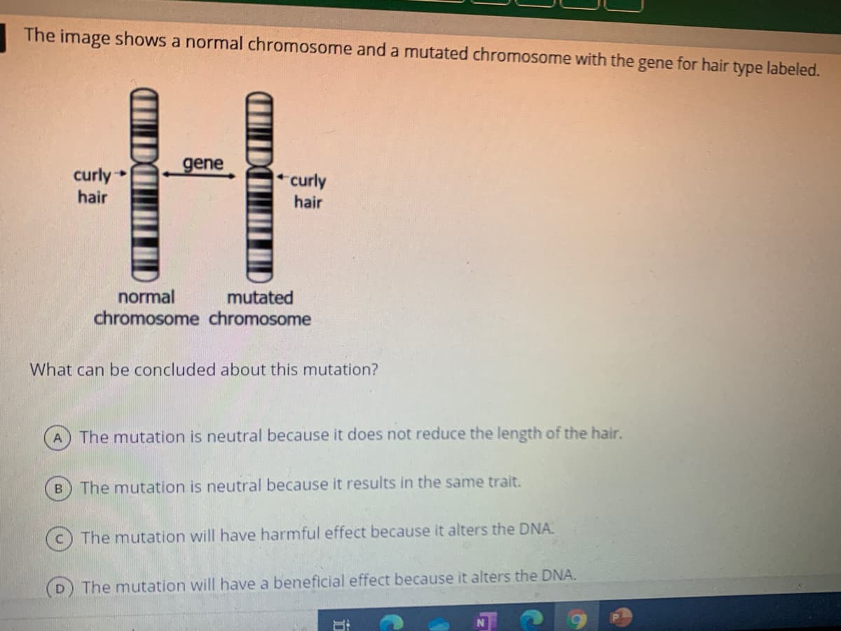 The image shows a normal chromosome and a mutated chromosome with the gene for hair type labeled.
gene
curly
hair
curly
hair
normal
mutated
chromosome chromosome
What can be concluded about this mutation?
The mutation is neutral because it does not reduce the length of the hair.
The mutation is neutral because it results in the same trait.
The mutation will have harmful effect because it alters the DNA.
The mutation will have a beneficial effect because it alters the DNA.
