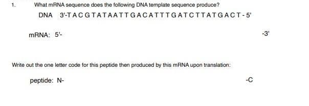 1.
What mRNA sequence does the following DNA template sequence produce?
DNA 3'-TAC
mRNA: 5¹-
GTATAATTGACATTTGATCTTATGACT-5'
Write out the one letter code for this peptide then produced by this mRNA upon translation:
peptide: N-
-3'