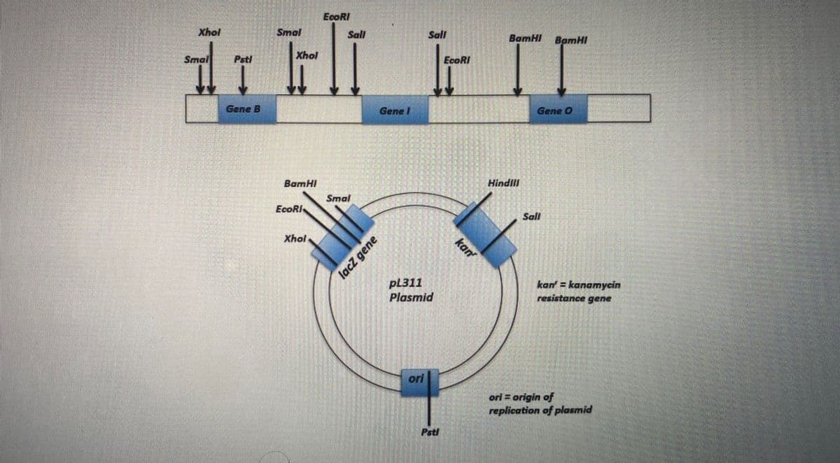 EcoRI
Xhol
Smal
dill
Xhol
Smal
Pstl
Gene B
BamHI
EcoRI
Xhol
Sall
Smal
Gene I
lacz gene
Sall
Ir
EcoRI
pL311
Plasmid
ori
Pstl
kan
BamHI BamHI
Gene O
Hindill
Sall
kan' = kanamycin
resistance gene
ori = origin of
replication of plasmid