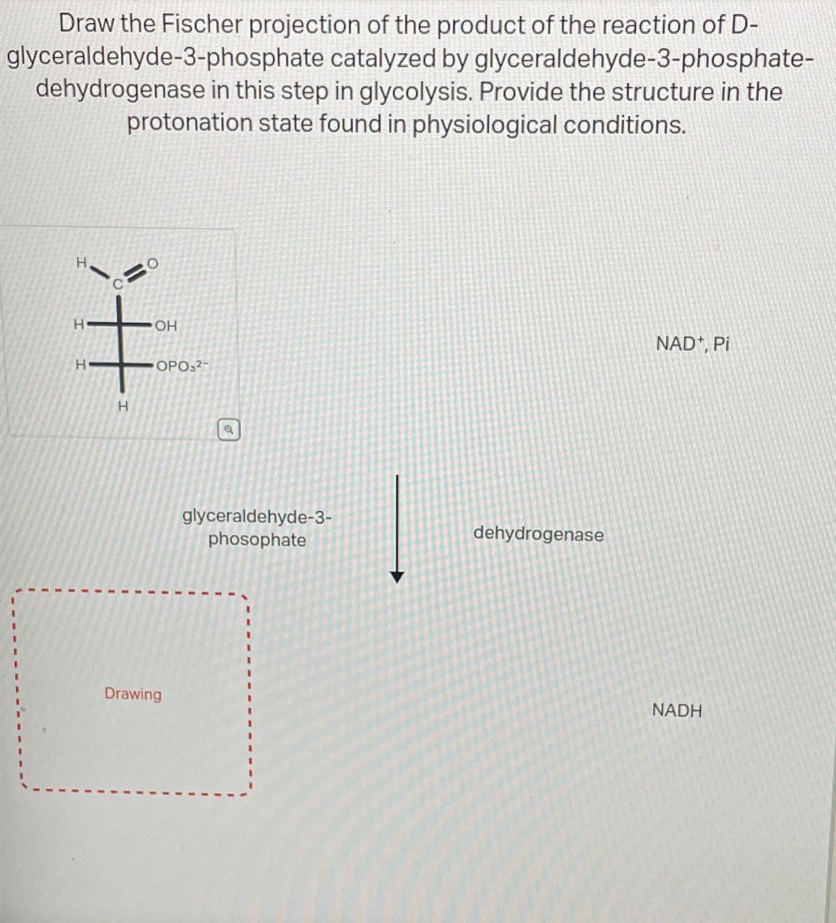 Draw the Fischer projection of the product of the reaction of D-
glyceraldehyde-3-phosphate catalyzed by glyceraldehyde-3-phosphate-
dehydrogenase in this step in glycolysis. Provide the structure in the
protonation state found in physiological conditions.
H
OH
OPO2-
H
Drawing
。
glyceraldehyde-3-
phosophate
dehydrogenase
NAD+, Pi
NADH