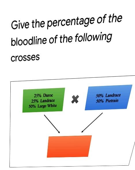 Give the percentage of the
bloodline of the following
crosses
25% Duroc
25% Landrace
50% Large White
50% Landrace
50% Pietrain
