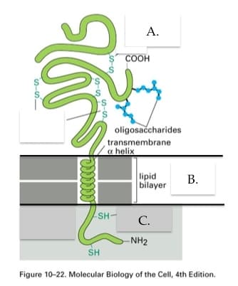 А.
COOH
oligosaccharides
transmembrane
a helix
lipid
bilayer
SH-
С.
-NH2
SH
Figure 10-22. Molecular Biology of the Cell, 4th Edition.
B.
