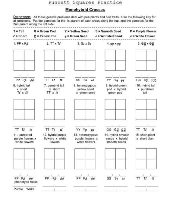 Punnett Squares Practice
Monohybrid Crosses
DIRECTIONS: All these genetic probiems deal with pea plants and heir traits. Use the following kay for
ail problems. Put the gametes for the 1st parent of each cross along the top, and the gametes for the
2nd parent along the left side.
T= Tall
( = Short
S= Smooth Seed
= Wrinkled Seed
G= Green Pod
Y= Yellow Seed
P= Purple Flower
g= Yellow Pod
2. TT x TE
y- Green Seed
A= White Flower
1. PP x PA
3. Sa x Sa
4. yy x yy
5. Gg x Gg
PP PA AP
YY Yy 99
GG Gg gg
SS Sa sa
8. heterozygous
yellow seed
x green seed
TT TE
6. hybrid tall
x short
Te x t
7. purebrid tall
x short
TT x
9. hybrid green
pod x hybrid
green pod
10. hybrid tall
x purebred
tall
YY Yy 99
13. heterozygous
purple flowers x
TT T
TT TE
GG Gg gg
TT Te
11. purebred
purple flowers x
white flowers
12. hybrid purple
flowers x white
flowers
14. hybrid smooth
seeds x hybrid
smooth seeds
15. short plant
x short plant
white flowers
PP PA AP
PP PA AA
phenotype ratios:
PP PA AE
Ss Se
TT TE
Purple White
