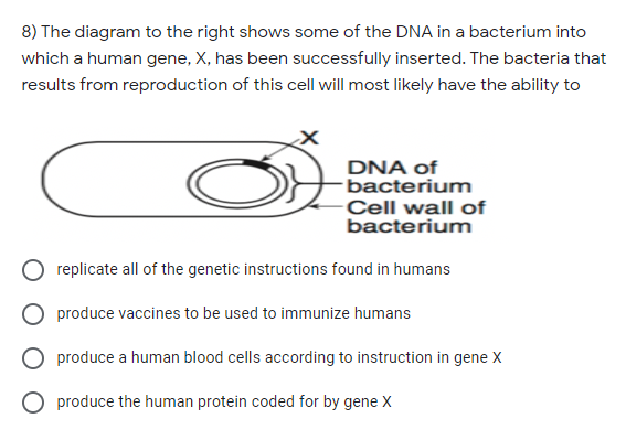 8) The diagram to the right shows some of the DNA in a bacterium into
which a human gene, X, has been successfully inserted. The bacteria that
results from reproduction of this cell will most likely have the ability to
DNA of
bacterium
Cell wall of
bacterium
replicate all of the genetic instructions found in humans
produce vaccines to be used to immunize humans
produce a human blood cells according to instruction in gene X
O produce the human protein coded for by gene X
