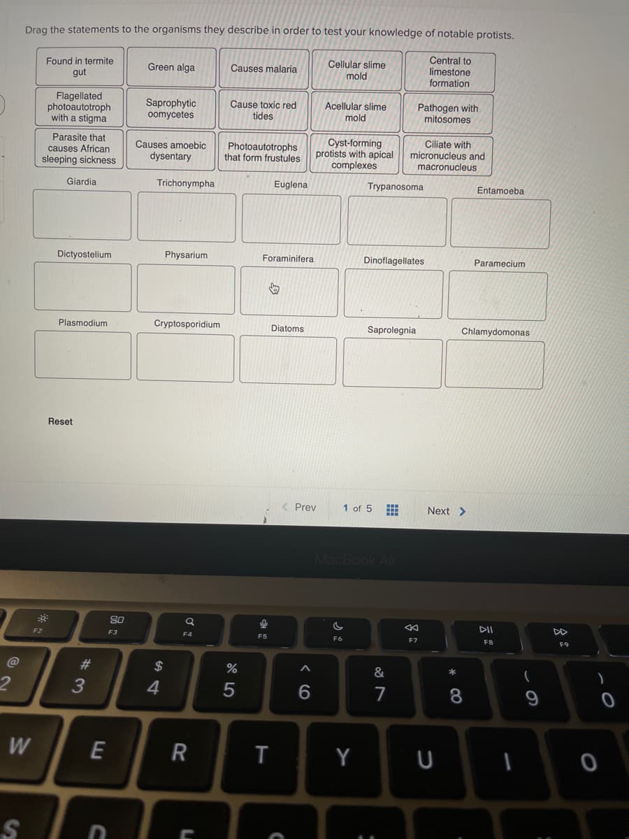 Drag the statements to the organisms they describe in order to test your knowledge of notable protists.
Found in termite
Central to
Cellular slime
mold
Green alga
Causes malaria
gut
limestone
formation
Flagellated
photoautotroph
with a stigma
Saprophytic
oomycetes
Cause toxic red
tides
Acellular slime
mold
Pathogen with
mitosomes
Parasite that
causes African
sleeping sickness
Causes amoebic
dysentary
Photoautotrophs
that form frustules
Cyst-forming
protists with apical
complexes
Ciliate with
micronucleus and
macronucleus
Giardia
Trichonympha
Euglena
Trypanosoma
Entamoeba
Dictyostelium
Physarium
Foraminifera
Dinoflagellates
Paramecium
Plasmodium
Cryptosporidium
Diatoms
Saprolegnia
Chlamydomonas
Reset
Prev
1 of 5
Next >
MacBook Air
F2
F3
DD
F4
F5
F6
F7
F8
F9
@
23
$
*
4
5
7
8
W
E
R
T
Y
U
S
* CO
< CO
