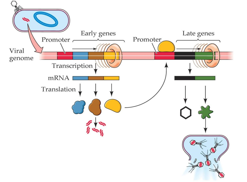 Early genes
Late genes
Promoter
Promoter
Viral
genome
Transcription
mRNA
Translation
