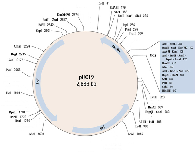 XmnI 2294
Begl 2215
Scal 2177
Pvul 2066
Espl 1919
Bpml 1784
BsrFI 1779
Bsal 1766
Eco01091 2674
Aatll - Zral 2617
BciVI 2542
Sspl 2501
dy
Ahdl 1694
Drdl 91
PUC19
2,686 bp
ori
BstAPI 179
Ndel 183
Kasl - Narl - Sfol 235
lacZo
Fspl 256
Pvul 276
Pvull 306
MCS
Apol - EcoRI 396
Banll-Sacl - Eco53KI 402
Acc651 - KpnI 408
Aval - BsoBI - Smal-
TspMI - Xmal 412
BamHI 417
Xbal 423
Accl - Hinell - Sall 429
BspMI - BfuAI 433
Sbfl 434
Pstl 435
Sphl 441
HindIII 447
Pvull 628
BsaXI 659
BspQI - Sapl 683
AflIII - Pcil 806
Drdl 908
BciVI 1015