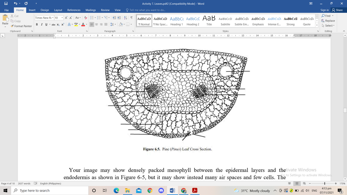 Activity 7. Leaves.pdf2 [Compatibility Mode] - Word
困
File
Home
Insert
Design
Layout
References
Mailings
Review
View
O Tell me what you want to do.
Sign in & Share
O Find -
X Cut
Ee Copy
Times New R - 10
A A
Aa-
AaBbCcD AaBbCcD AaBbC AABBCCC AaB AaBbCcD AaBbCcD AaBbCcD AaBbCcD. AaBbCcD AaBbCcD
ac Replace
Paste
V Format Painter
BIU-abe X, x A - aly - A
A - H -
1 Normal
1 No Spac. Heading 1 Heading 2
Title
Subtitle
Subtle Em. Emphasis
Intense E...
Strong
Quote
A Select -
Clipboard
Font
Paragraph
Styles
Editing
2 . I.
1
4 .
• I. 6 .I.
7
• 8
• 10. I 11
I. 12 · I.
13 . . 14 . I · 15 . I : 16
17 . 1 18 . I • 19
Figure 6.5. Pine (Pinus) Leaf Cross Section.
Your image may show densely packed mesophyll between the epidermal layers and thetivate Windows
endodermis as shown in Figure 6-5, but it may show instead many air spaces and few cells. The Settings to activate Windows.
Go to
Page 4 of 10
2637 words
E English (Philippines)
+ 170%
4:13 pm
O Type here to search
日
31°C Mostly cloudy
O G 4) ENG
07/11/2021
