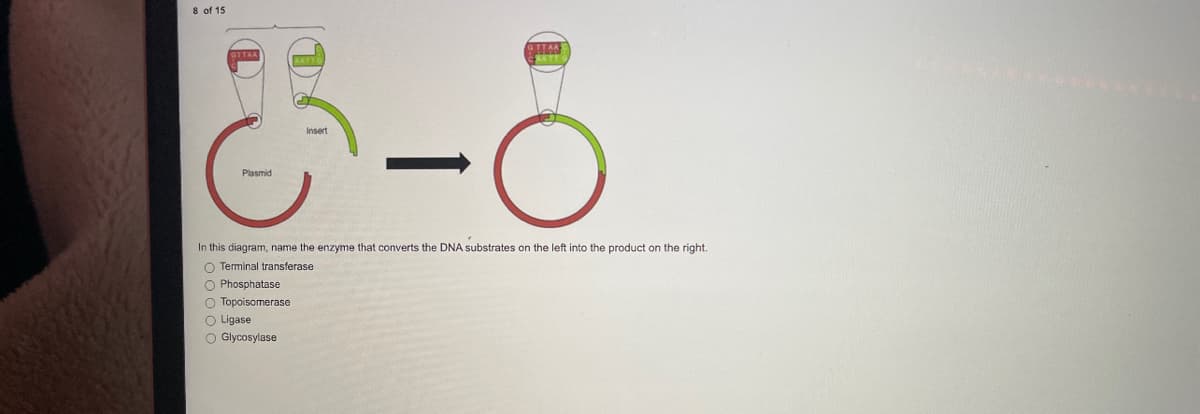 8 of 15
3-6
Insert
Plasmid
GITAA
In this diagram, name the enzyme that converts the DNA substrates on the left into the product on the right.
O Terminal transferase
O Phosphatase
O Topoisomerase
O Ligase
O Glycosylase