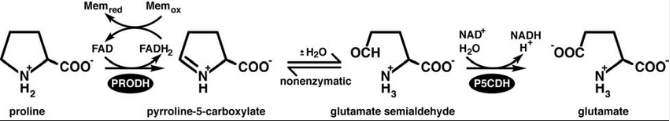 H₂
proline
Memred
Memox
FAD FADH₂
PRODH
COO
Coo
pyrroline-5-carboxylate
OCH
H₂O
nonenzymatic
coo
H3
glutamate semialdehyde
NAD* NADH
H₂O
H*
P5CDH
ooć
glutamate
Coo