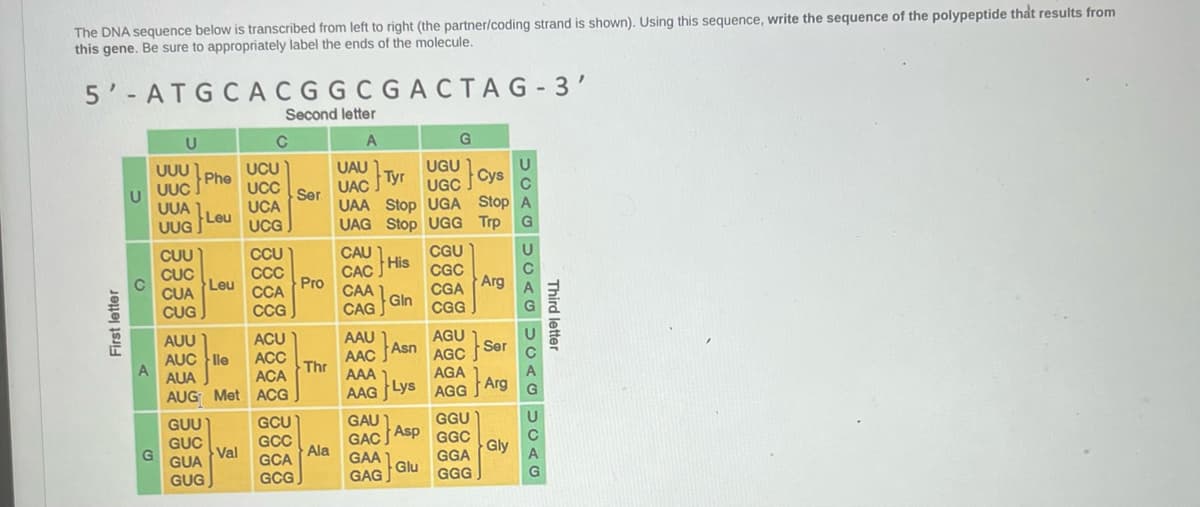 The DNA sequence below is transcribed from left to right (the partner/coding strand is shown). Using this sequence, write the sequence of the polypeptide that results from
this gene. Be sure to appropriately label the ends of the molecule.
5'-ATGCACGGCGACTAG-3'
Second letter
A
UAU Tyr
UAC
First letter
U
A
G
U
UUU1
UUC
UUA LOU
Leu
CUU
CUC
CUA
CUG
Phe
GUU
GUC
GUA
GUG
Leu
AUU
AUC lle
AUA
AUG Met
Val
C
UCU
UCC
UCA
UCG
CCU
CCC
CCA
CCG
ACU
ACC
ACA
ACG
GCU
GCC
GCA
GCG
Ser
Pro
Thr
Ala
CAU His
CAC
CAA
CAG Gin
AAU
Asn
AAC
AAA 1
Lys
AAG LYS
G
{}a
UAA Stop UGA Stop A
UAG Stop UGG Trp
GAU 1
GAC Asp
GAA GIU
Glu
GAGJ
UGU
UGC
CGU
CGC
CGA
CGG
AGU
AGC
AGA
AGG
Cys
GGU
GGC
GGA
GGG
Arg
Ser
Arg
DOA DOA DOA DUTO
Third letter
Gly