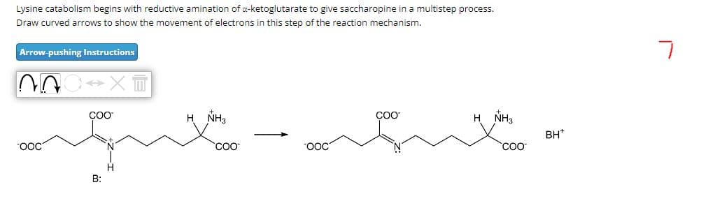 Lysine catabolism begins with reductive amination of a-ketoglutarate to give saccharopine in a multistep process.
Draw curved arrows to show the movement of electrons in this step of the reaction mechanism.
Arrow-pushing Instructions
7
COO
H NH3
COO
OOC
B:
COO
H NH3
COO
BH+