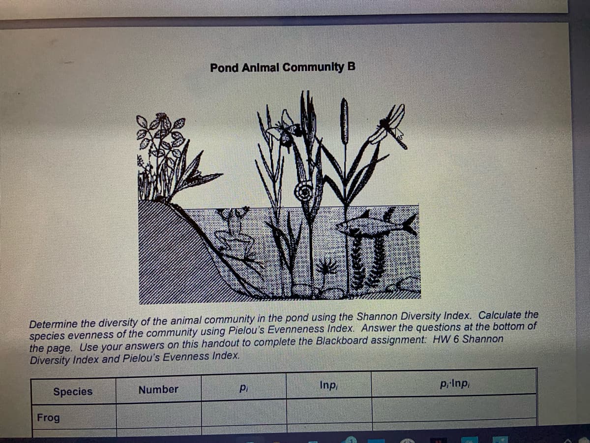Determine the diversity of the animal community in the pond using the Shannon Diversity Index. Calculate the
species evenness of the community using Pielou's Evenneness Index. Answer the questions at the bottom of
the page. Use your answers on this handout to complete the Blackboard assignment: HW 6 Shannon
Diversity Index and Pielou's Evenness Index.
Species
Frog
Pond Animal Community B
Number
Pi
Inpi
p, Inp,