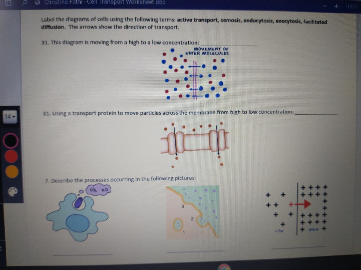 Christina Fathi - Cell Transport Worksheet doc
100%
Label the diagrams of cells using the following terms: active transport, osmosis, endocytosis, exocytosis, facilitated
diffusion. The arrows show the directiorn of transport.
31. This diagram is moving from a high to a low concentration:
MOVEMENT OF
WATER MOLECULES
14
31. Using a transport protein to move particles across the membrane from high to low concentration:
7. Describe the processes occurring in the following pictures:
oh no
HIGH +
4OW
