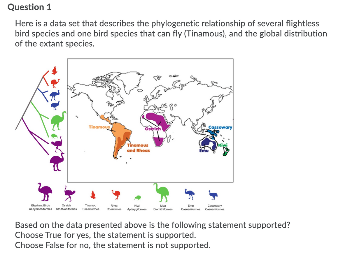 Question 1
Here is a data set that describes the phylogenetic relationship of several flightless
bird species and one bird species that can fly (Tinamous), and the global distribution
of the extant species.
Tinamous
Cassowary
Tinamous
Kiwi
and Rheas
Emu
Elephant Birds
Aepyornithiformes
Ostrich
Tinamou
Cassowary
Casuariiformes
Rhea
Kiwi
Moa
Emu
Struthioniformes
Tinamiformes
Rheiformes
Apterygiformes
Diornithiformes
Casuariiformes
Based on the data presented above is the following statement supported?
Choose True for yes, the statement is supported.
Choose False for no, the statement is not supported.
