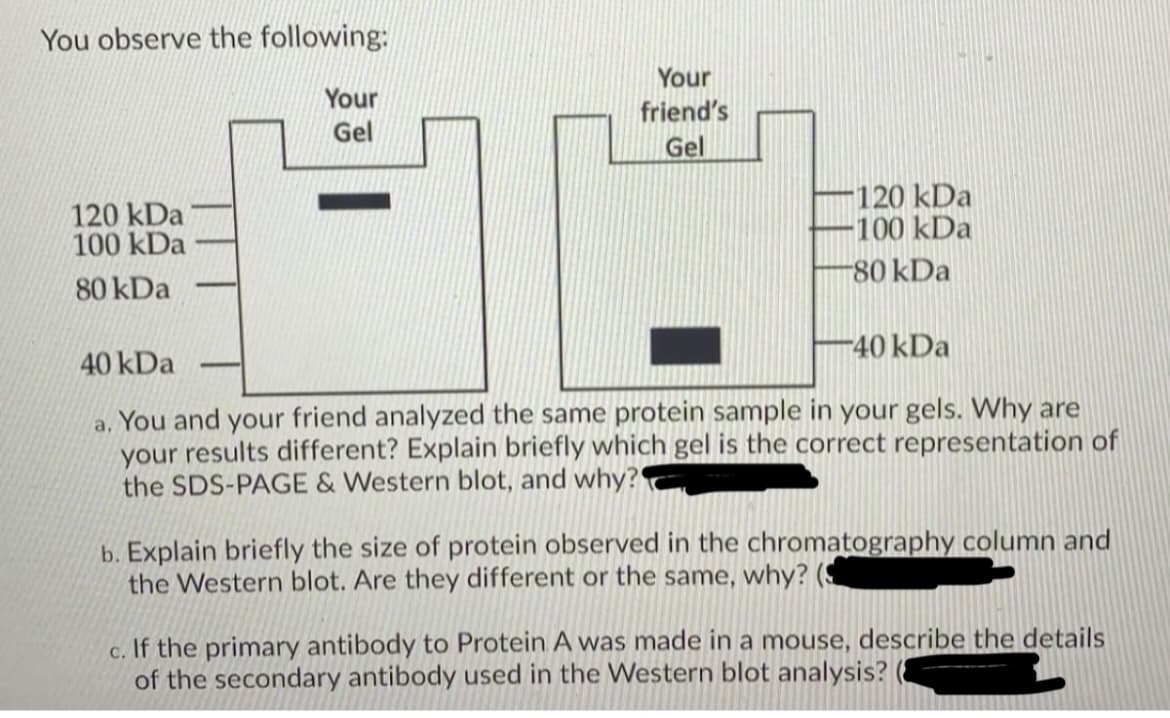 You observe the following:
Your
Your
friend's
Gel
Gel
120 kDa
100 kDa
120 kDa
100 kDa
-80 kDa
80 kDa
-40 kDa
40 kDa
a. You and your friend analyzed the same protein sample in your gels. Why are
your results different? Explain briefly which gel is the correct representation of
the SDS-PAGE & Western blot, and why?
b. Explain briefly the size of protein observed in the chromatography column and
the Western blot. Are they different or the same, why? (S
c. If the primary antibody to Protein A was made in a mouse, describe the details
of the secondary antibody used in the Western blot analysis?
