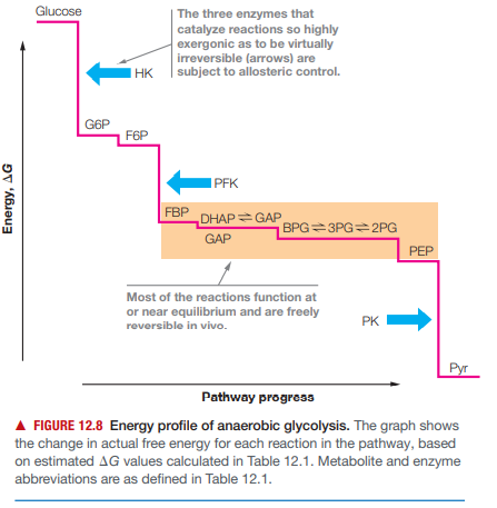 Glucose
| The three enzymes that
catalyze reactions so highly
exergonic as to be virtually
irreversible (arrows) are
I HK subject to allosteric control.
G6P
F6P
IPFK
FBP
DHAP GAP
|BPG=3PG=2PG
GAP
PEP
Most of the reactions function at
or near equilibrium and are freely
PK
reversible in vivo.
Pyr
Pathway progress
A FIGURE 12.8 Energy profile of anaerobic glycolysis. The graph shows
the change in actual free energy for each reaction in the pathway, based
on estimated AG values calculated in Table 12.1. Metabolite and enzyme
abbreviations are as defined in Table 12.1.
Energy, AG
