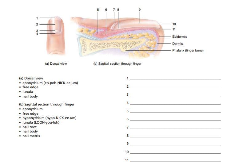 5 6 7 8
1
10
11
Epidermis
Dermis
- Phalanx (finger bone)
(a) Dorsal view
(b) Sagittal section through finger
(a) Dorsal view
eponychium (eh-poh-NICK-ee-um)
• free edge
• lunula
• nail body
2
3
4
(b) Sagittal section through finger
• eponychium
• free edge
• hyponychium (hypo-NICK-ee-um)
• lunula (LOON-you-luh)
• nail root
• nail body
• nail matrix
6
7
8.
9
10
11
