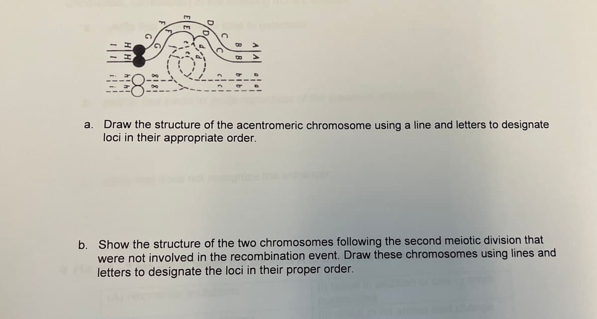 F
O
>
a. Draw the structure of the acentromeric chromosome using a line and letters to designate
loci in their appropriate order.
b. Show the structure of the two chromosomes following the second meiotic division that
were not involved in the recombination event. Draw these chromosomes using lines and
letters to designate the loci in their proper order.
m
D
B