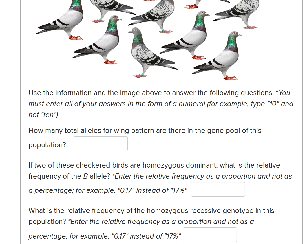 Use the information and the image above to answer the following questions. *You
must enter all of your answers in the form of a numeral (for example, type "10" and
not "ten")
How many total alleles for wing pattern are there in the gene pool of this
population?
If two of these checkered birds are homozygous dominant, what is the relative
frequency of the B allele? *Enter the relative frequency as a proportion and not as
a percentage; for example, "0.17" instead of "17%"
What is the relative frequency of the homozygous recessive genotype in this
population? *Enter the relative frequency as a proportion and not as a
%3D
percentage; for example, "O.17" instead of "17%'
